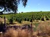 12557 Steiner Rd photo